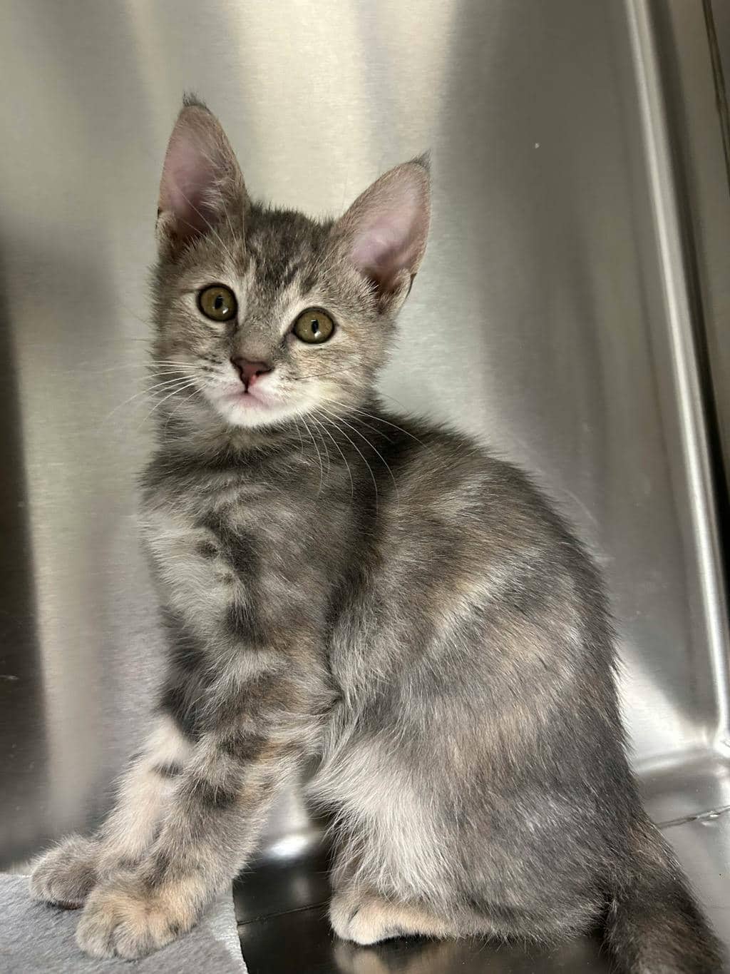 Pothole - Domestic Short Hair available for adoption