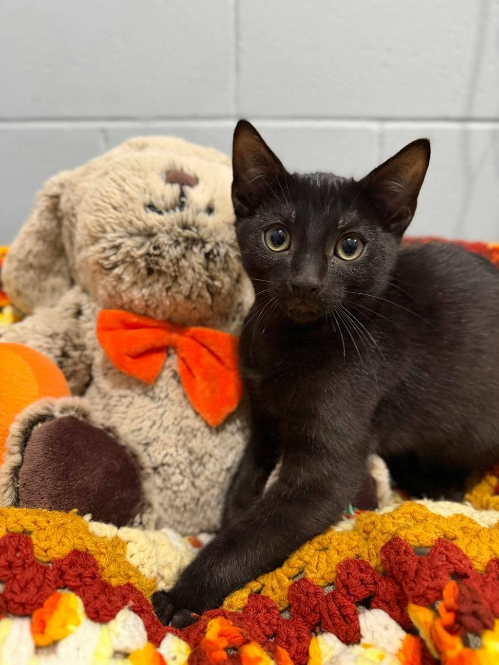 Dr. Finkelstein - Domestic Short Hair cat available for adoption at Ontario SPCA (Central Ontario) in Orillia
