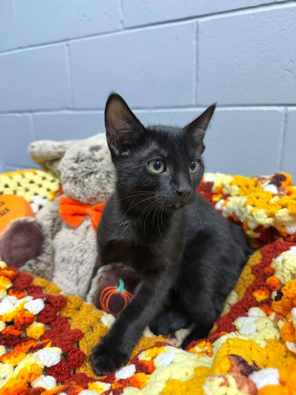 Beetle Juice - Domestic Short Hair cat available for adoption at Ontario SPCA (Central Ontario) in Orillia