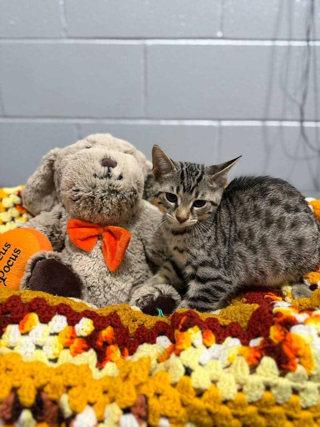 Sweeney Todd - Domestic Short Hair available for adoption