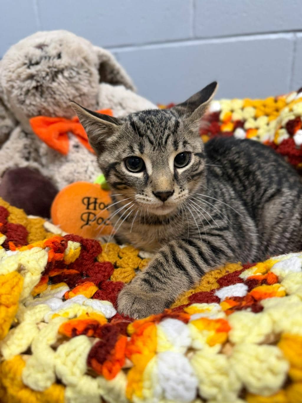 Edward Scissorhands - Domestic Short Hair available for adoption