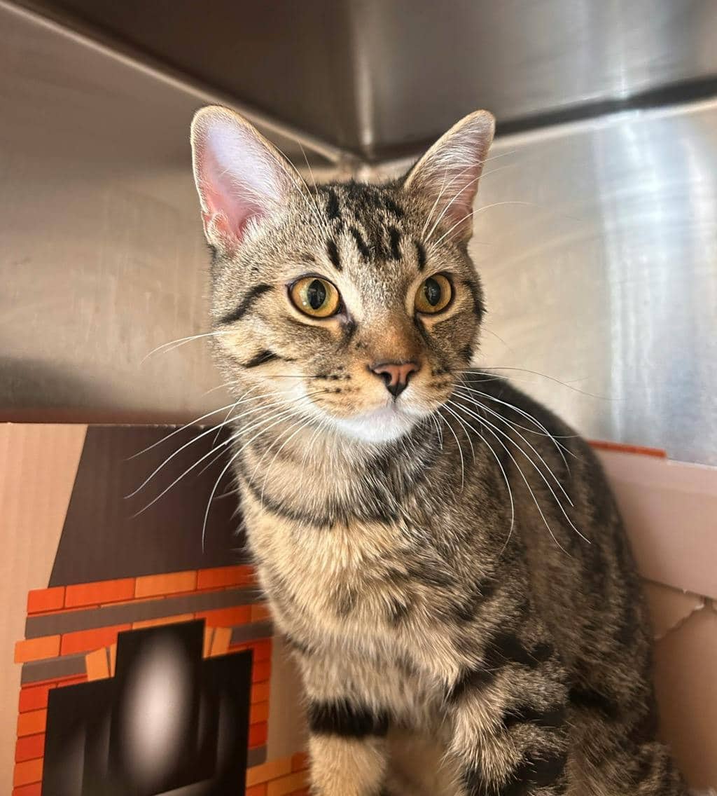 Cameron - Domestic Short Hair cat available for adoption at Ontario SPCA (Sudbury) in Sudbury