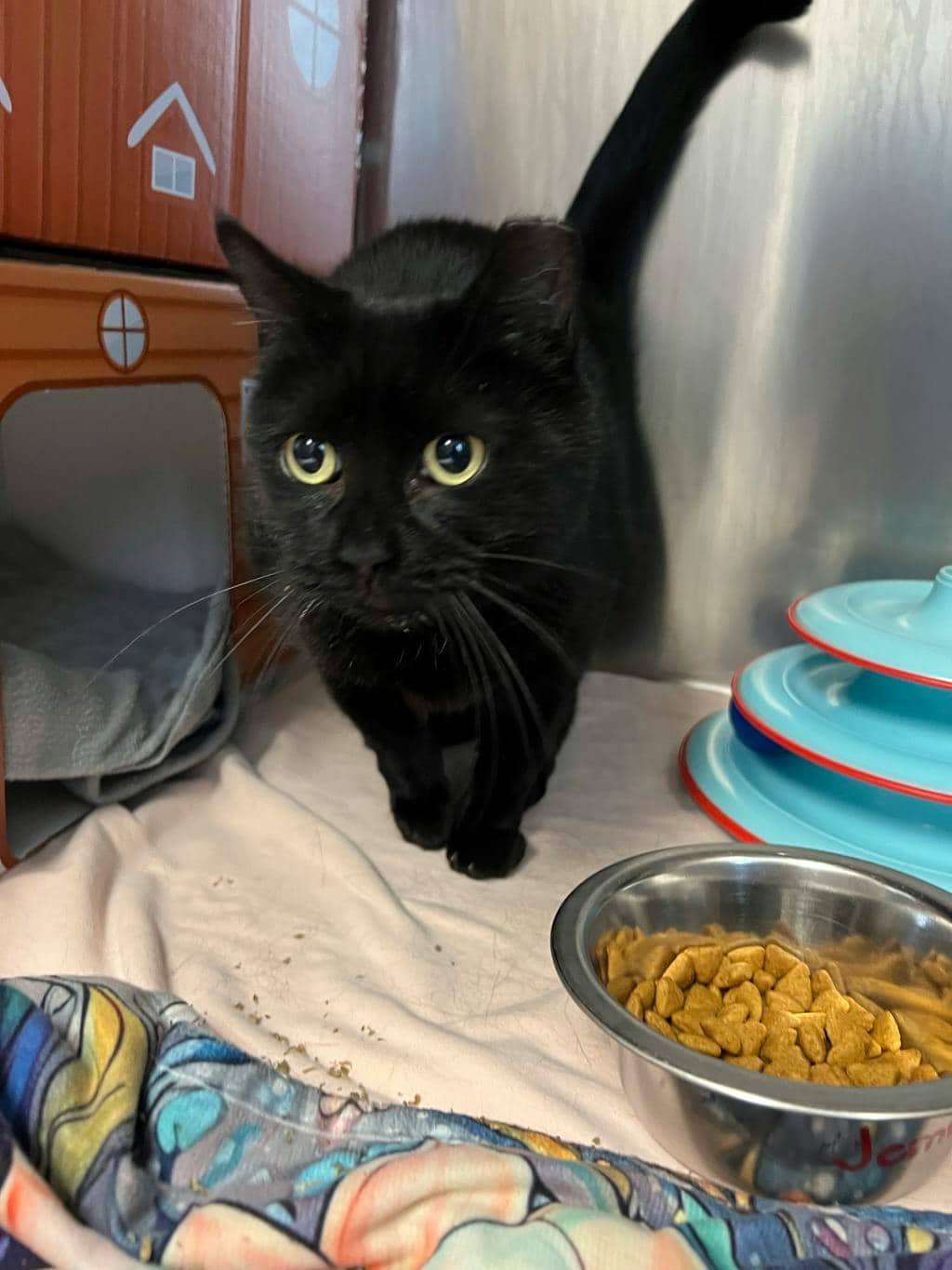 Jemma (delayed Adoption) - Domestic Short Hair cat available for adoption at Ontario SPCA (Toronto Area) in Stouffville
