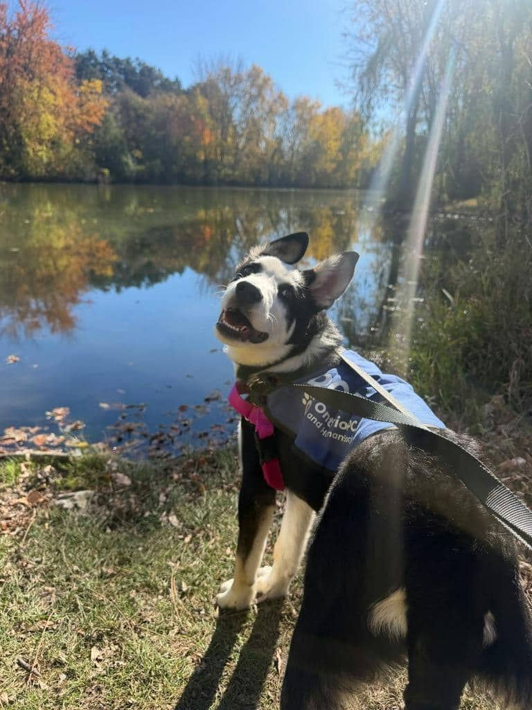 Juan - Husky Mixed available for adoption in Ontario