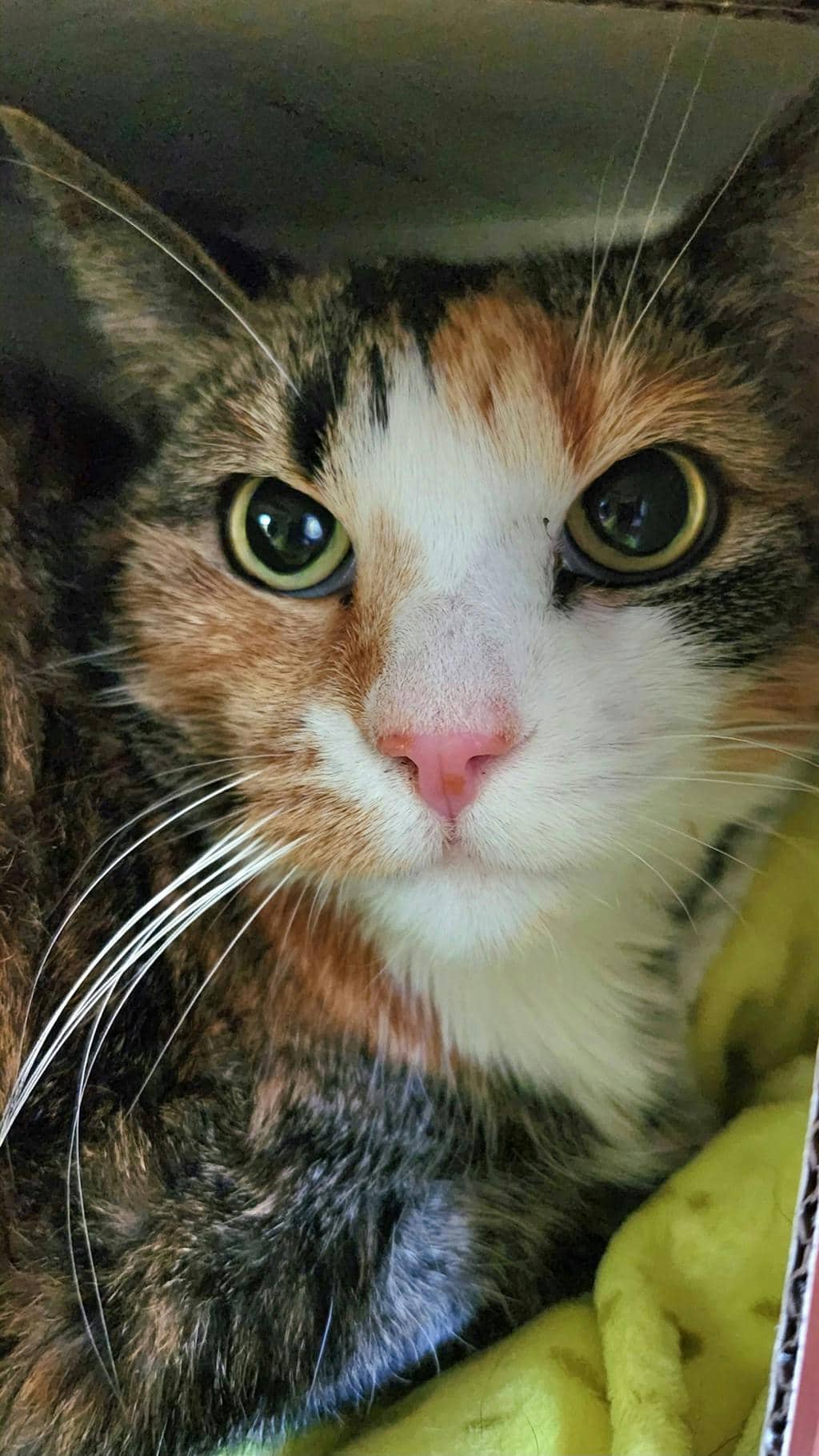 Star - Domestic Short Hair cat available for adoption at Ontario SPCA (Ottawa Area) in Cornwall