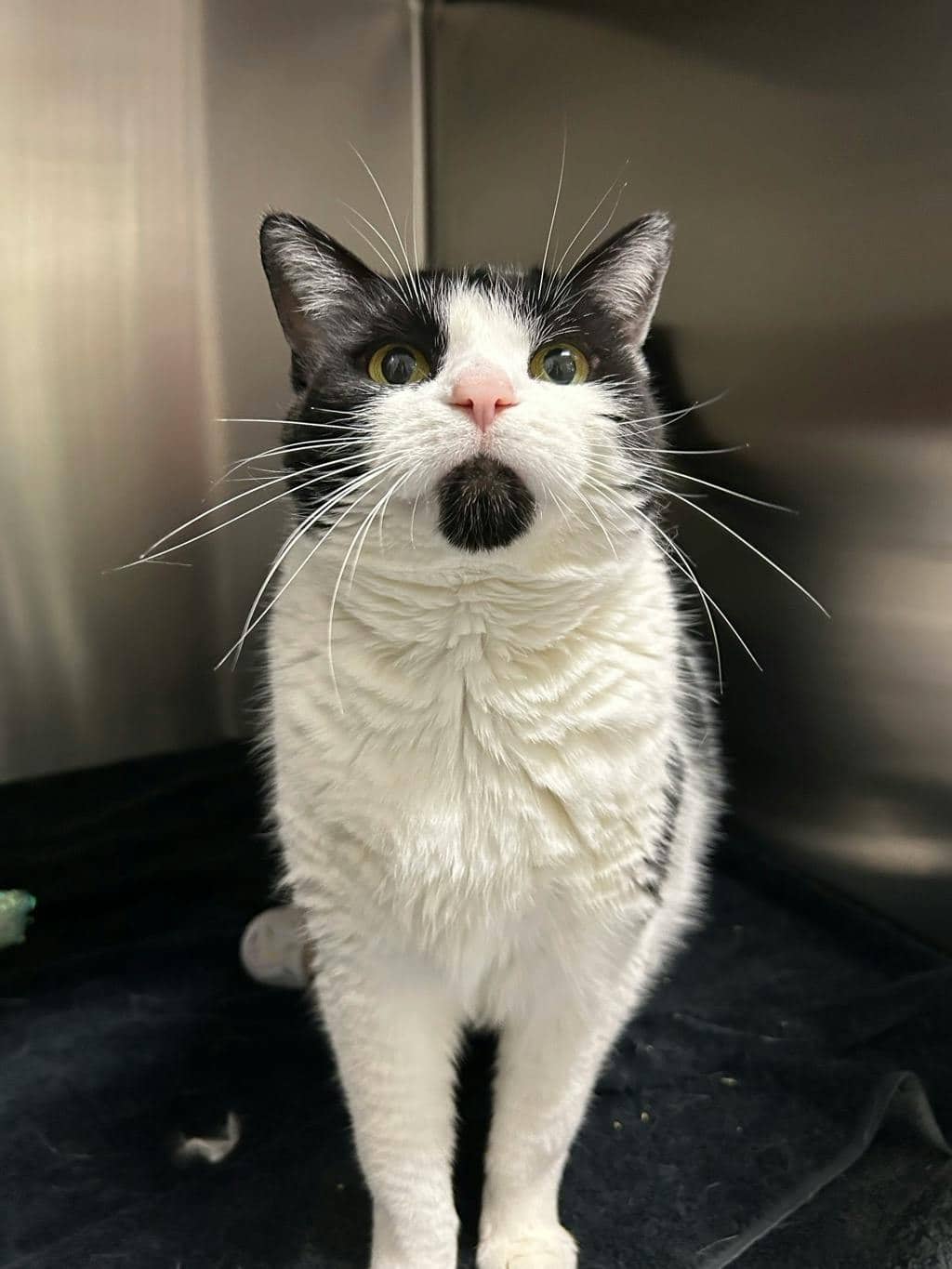 Monica - Domestic Short Hair available for adoption