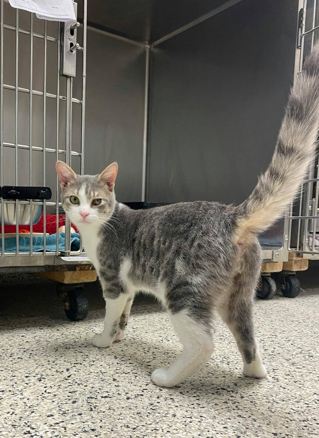 Latte - Domestic Short Hair available for adoption