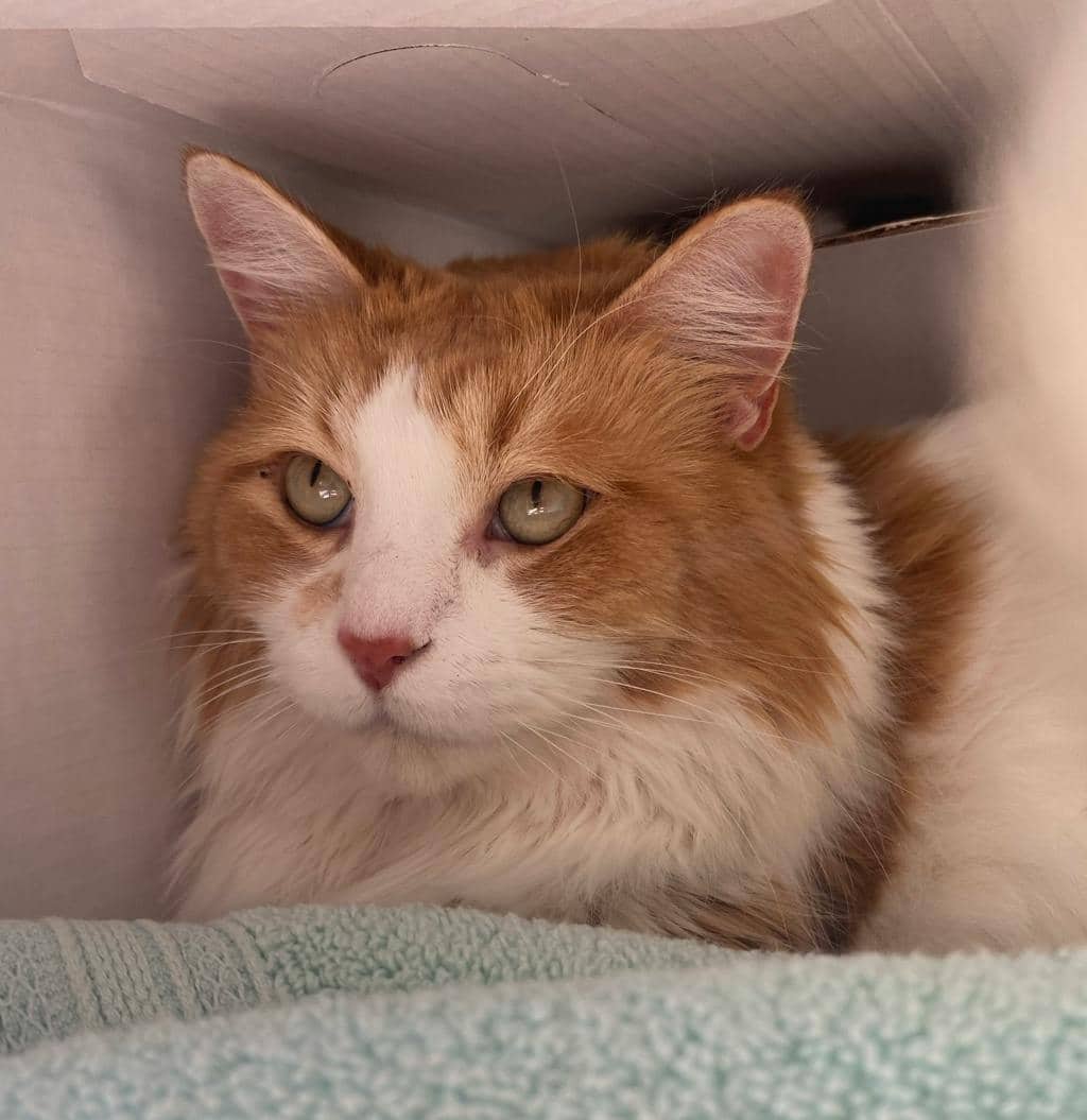 Snicks - Domestic Longhair cat available for adoption at Ontario SPCA (Sudbury) in Sudbury