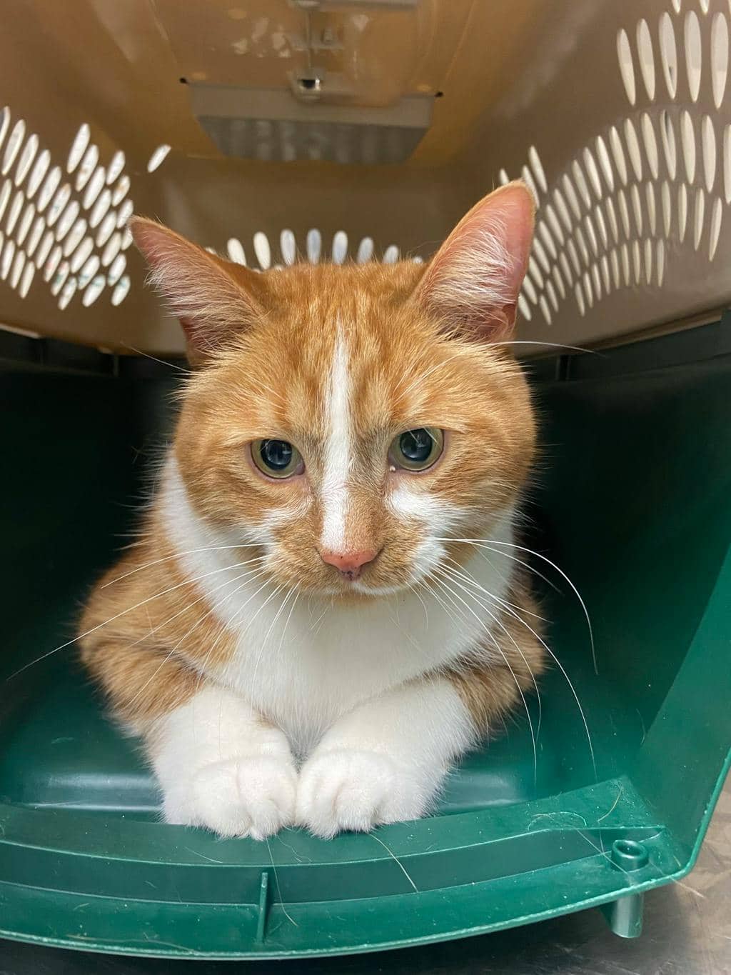 Mitts - Domestic Short Hair available for adoption