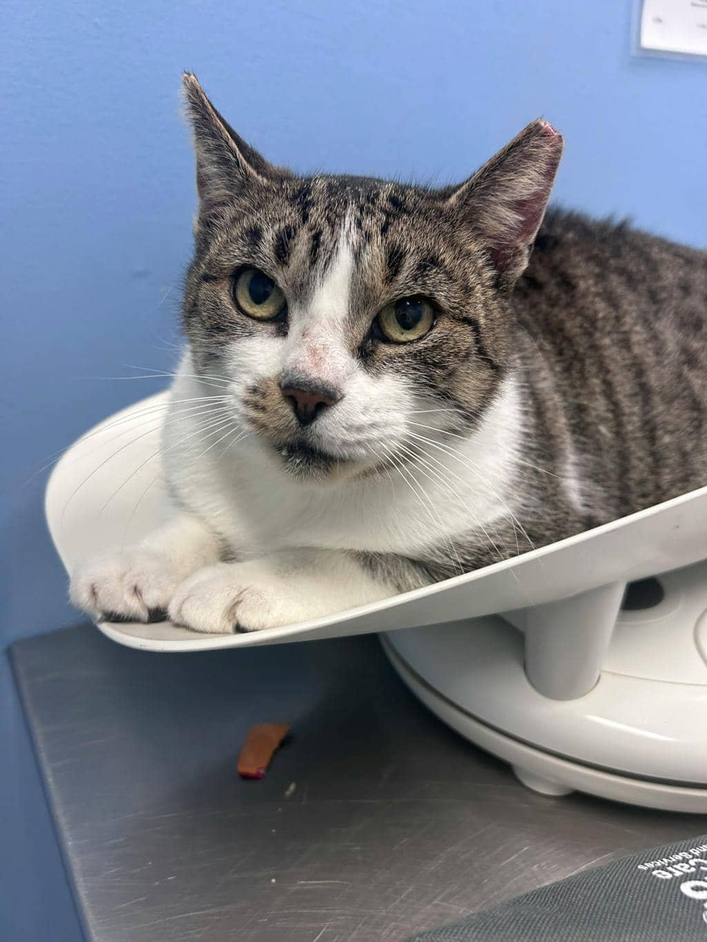 Bat - Domestic Short Hair available for adoption