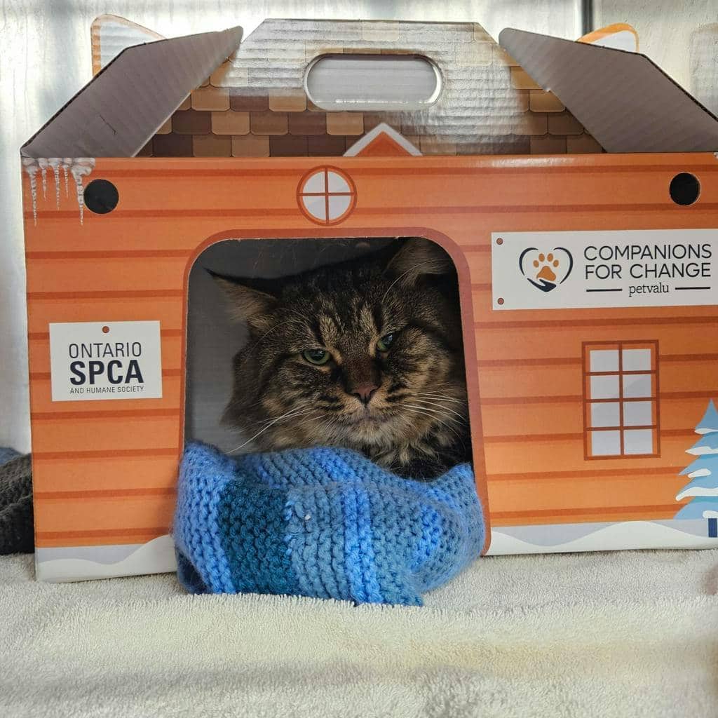 Ken - Domestic Longhair cat available for adoption at Ontario SPCA (Ottawa Area) in Pembroke