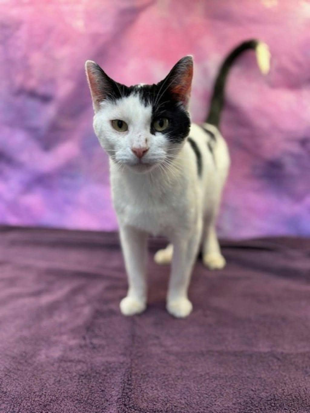 Blair - Domestic Short Hair cat available for adoption at Ontario SPCA & Humane Society in Napanee