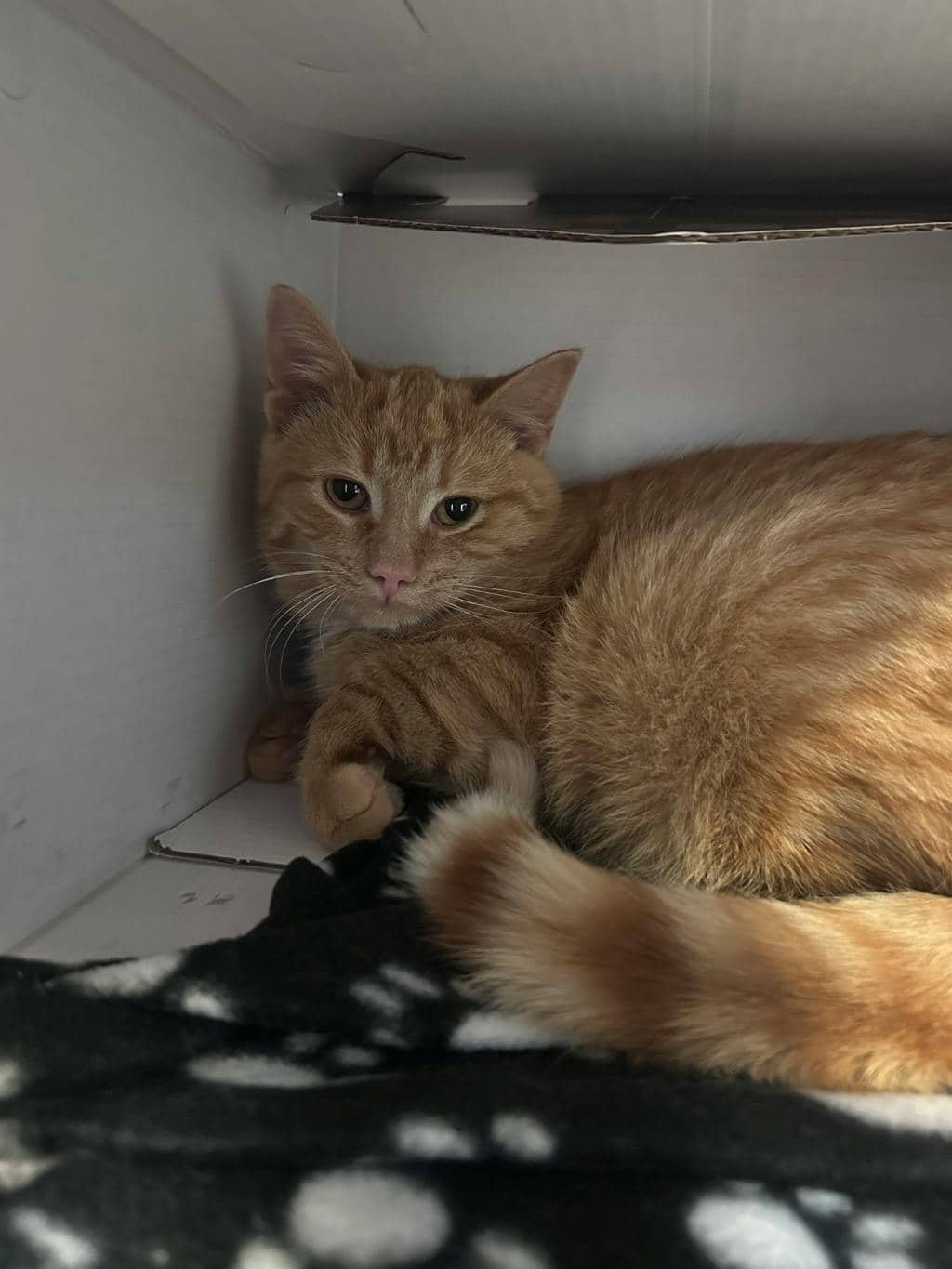 Stu - Domestic Short Hair cat available for adoption at Ontario SPCA (Toronto Area) in Stouffville