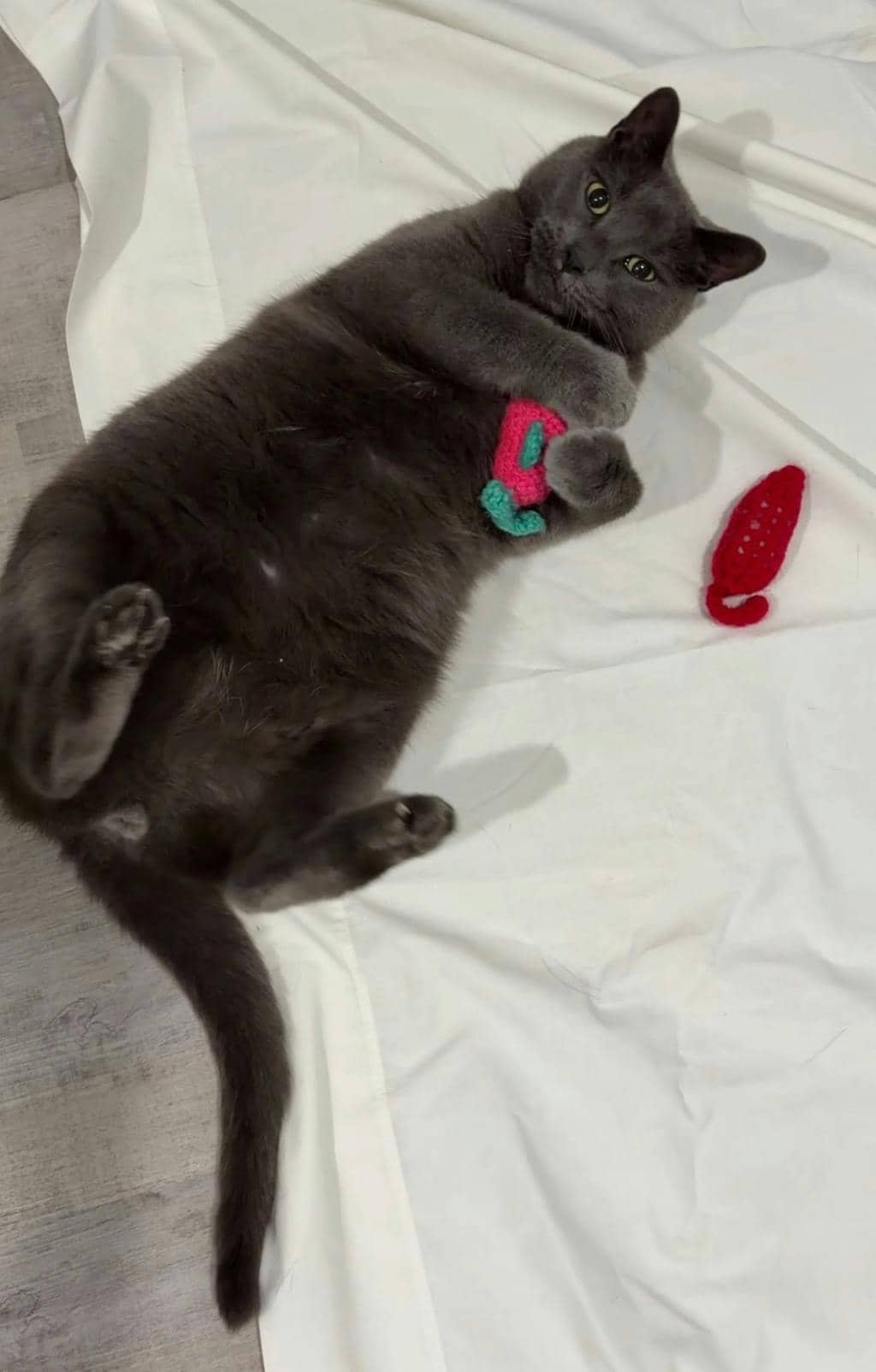 Mr. B - Domestic Short Hair available for adoption