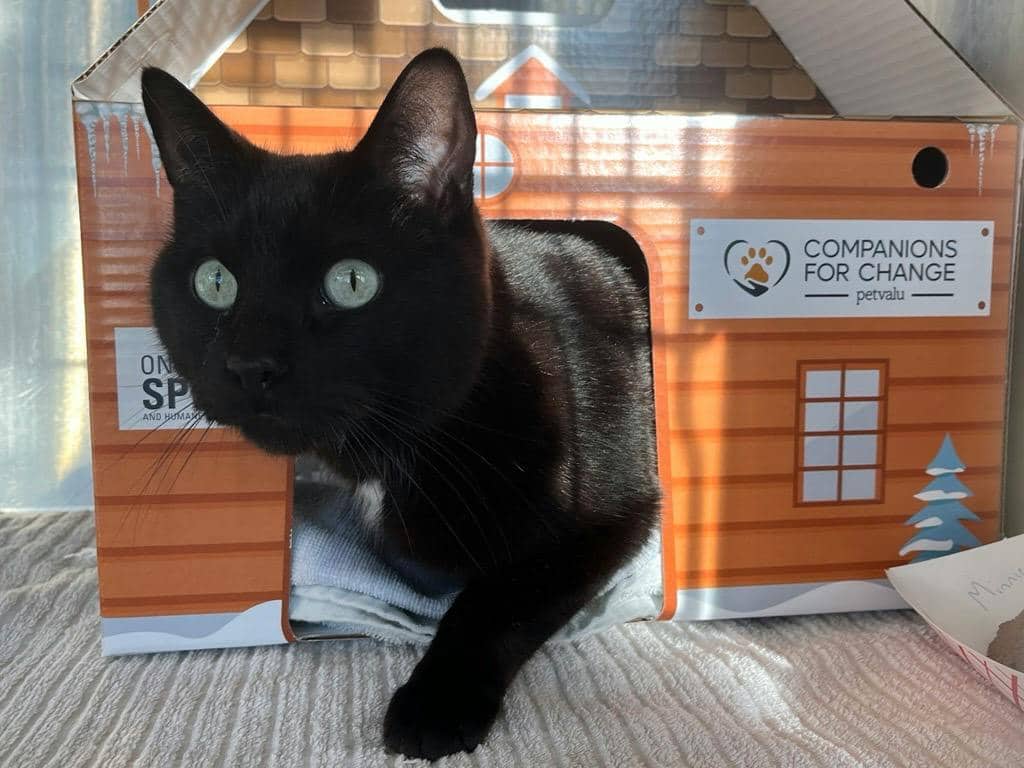 Mini - Domestic Short Hair available for adoption
