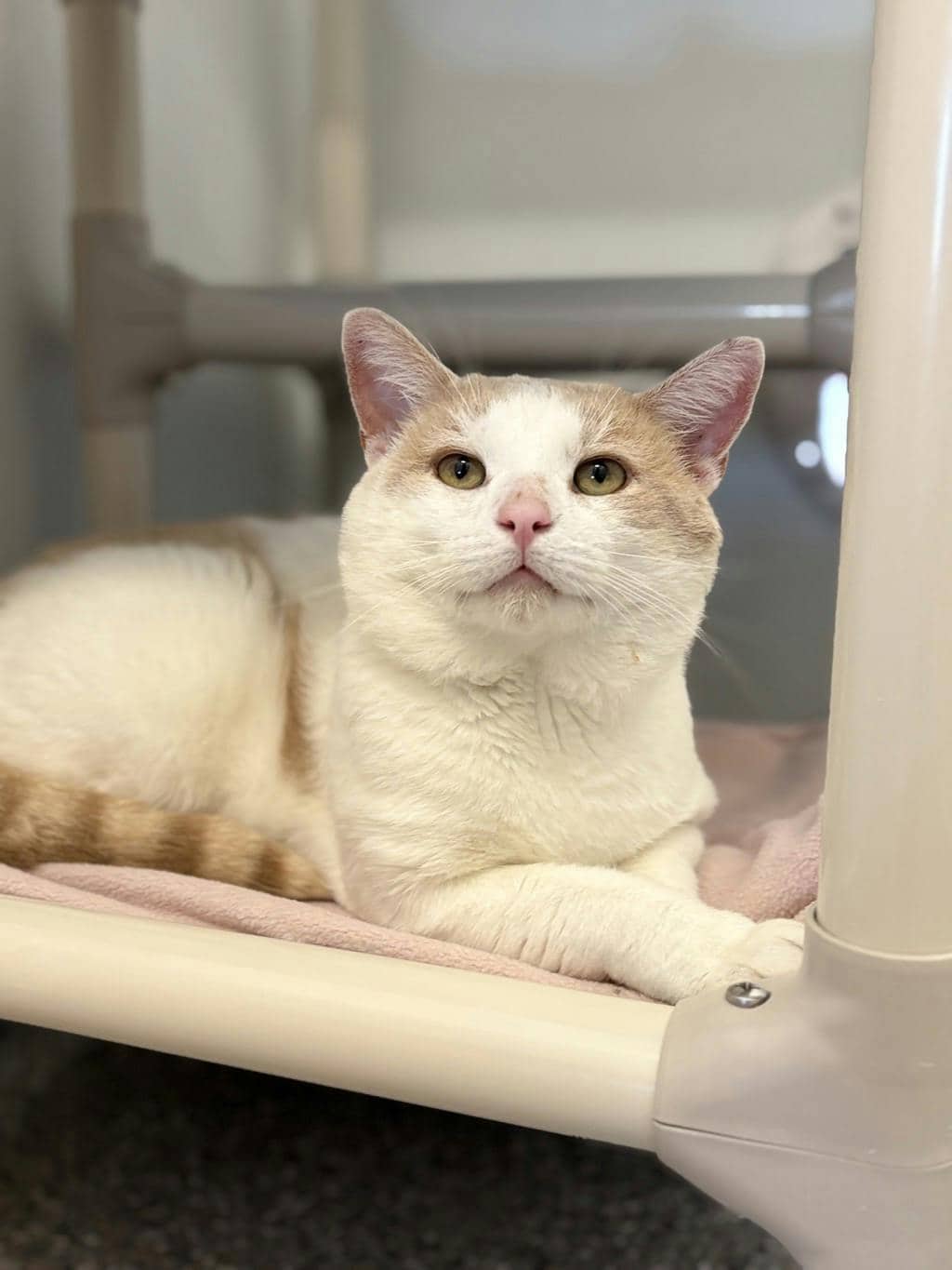 Candy Corn - Domestic Short Hair available for adoption