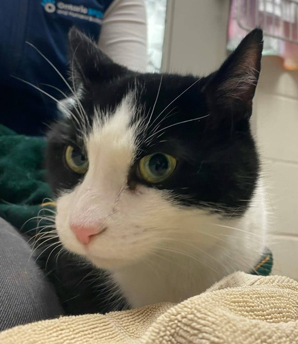 Sylvester - Domestic Short Hair available for adoption