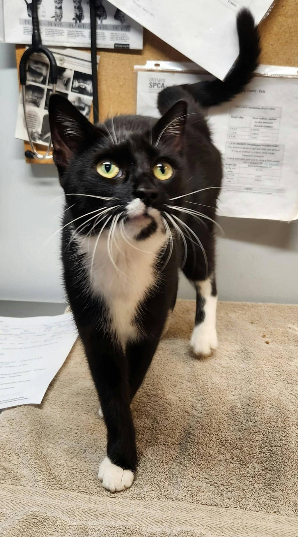 Siren - Domestic Short Hair cat available for adoption at Ontario SPCA (Ottawa Area) in Cornwall