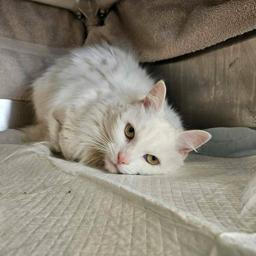 Elsie - Domestic Longhair available for adoption