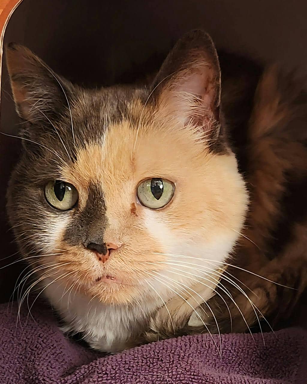 Mimi - Domestic Medium Hair available for adoption