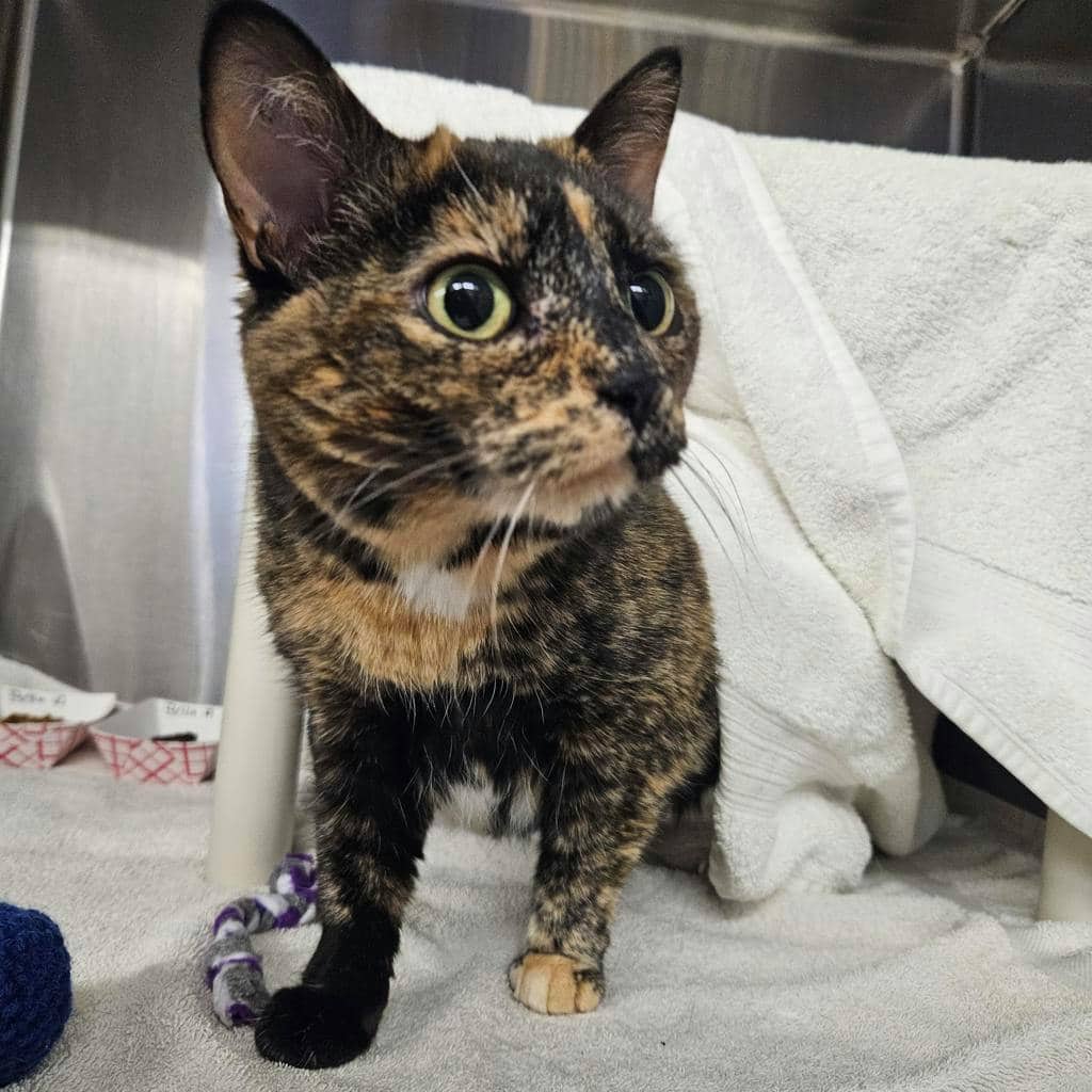 Bella - Domestic Short Hair cat available for adoption at Ontario SPCA (Ottawa Area) in Pembroke