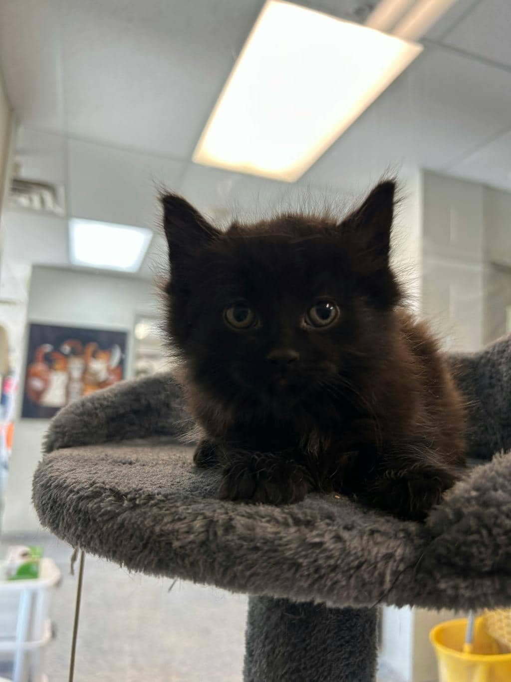 Steamwhistle - Domestic Longhair available for adoption