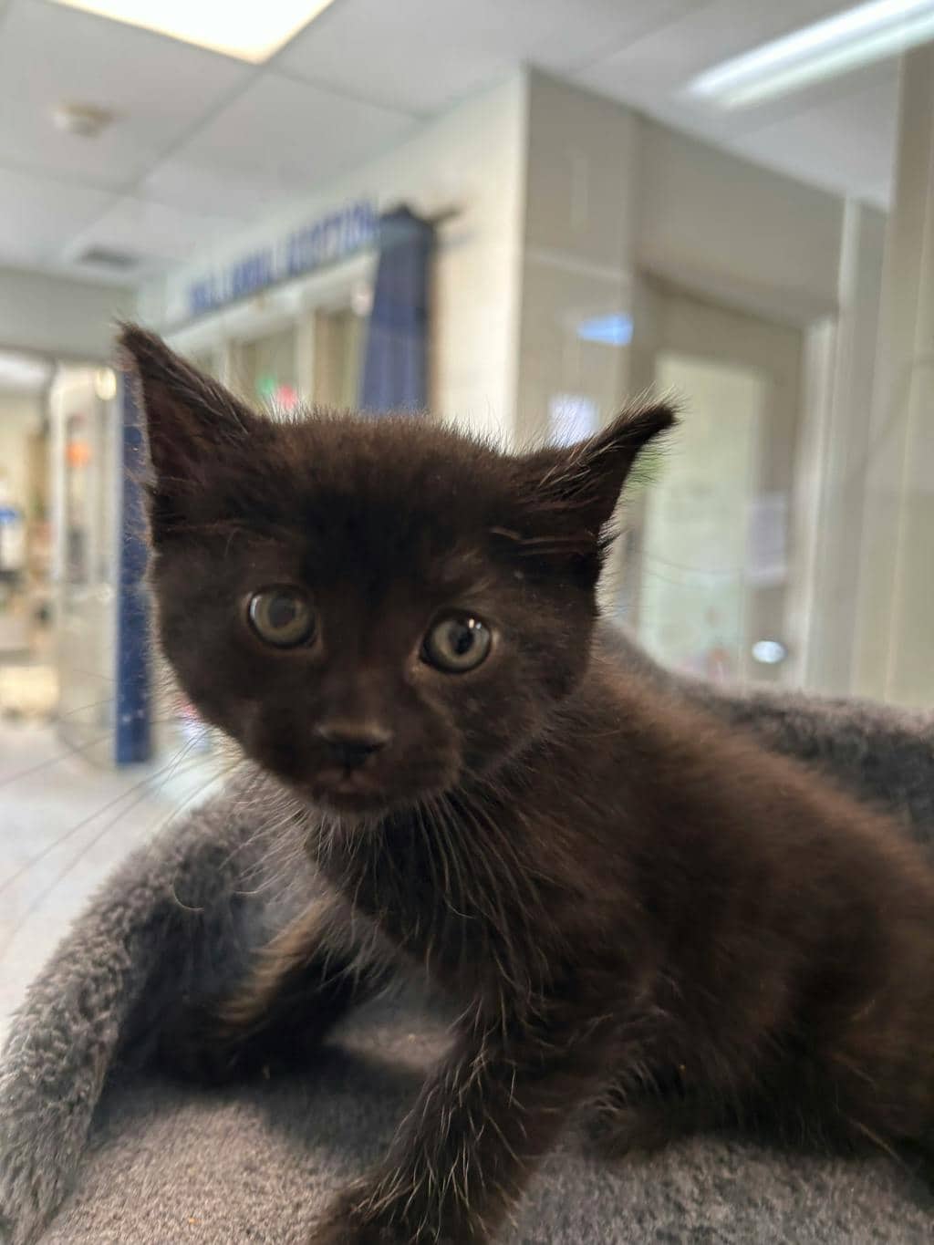 Bullet - Domestic Medium Hair cat available for adoption at Ontario SPCA (Central Ontario) in Midland