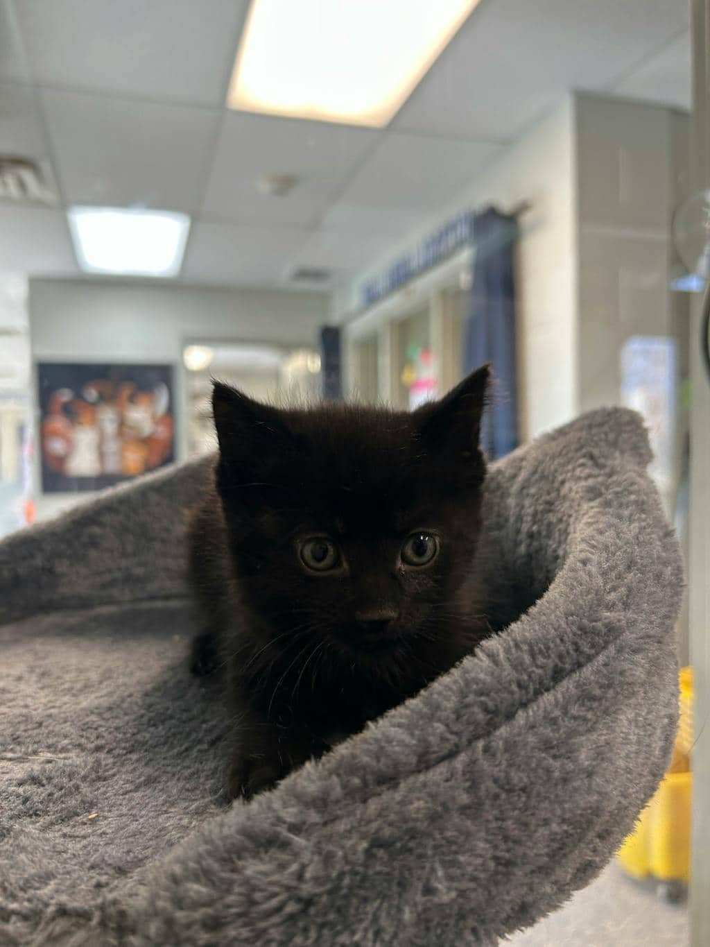 Conductor - Domestic Short Hair available for adoption