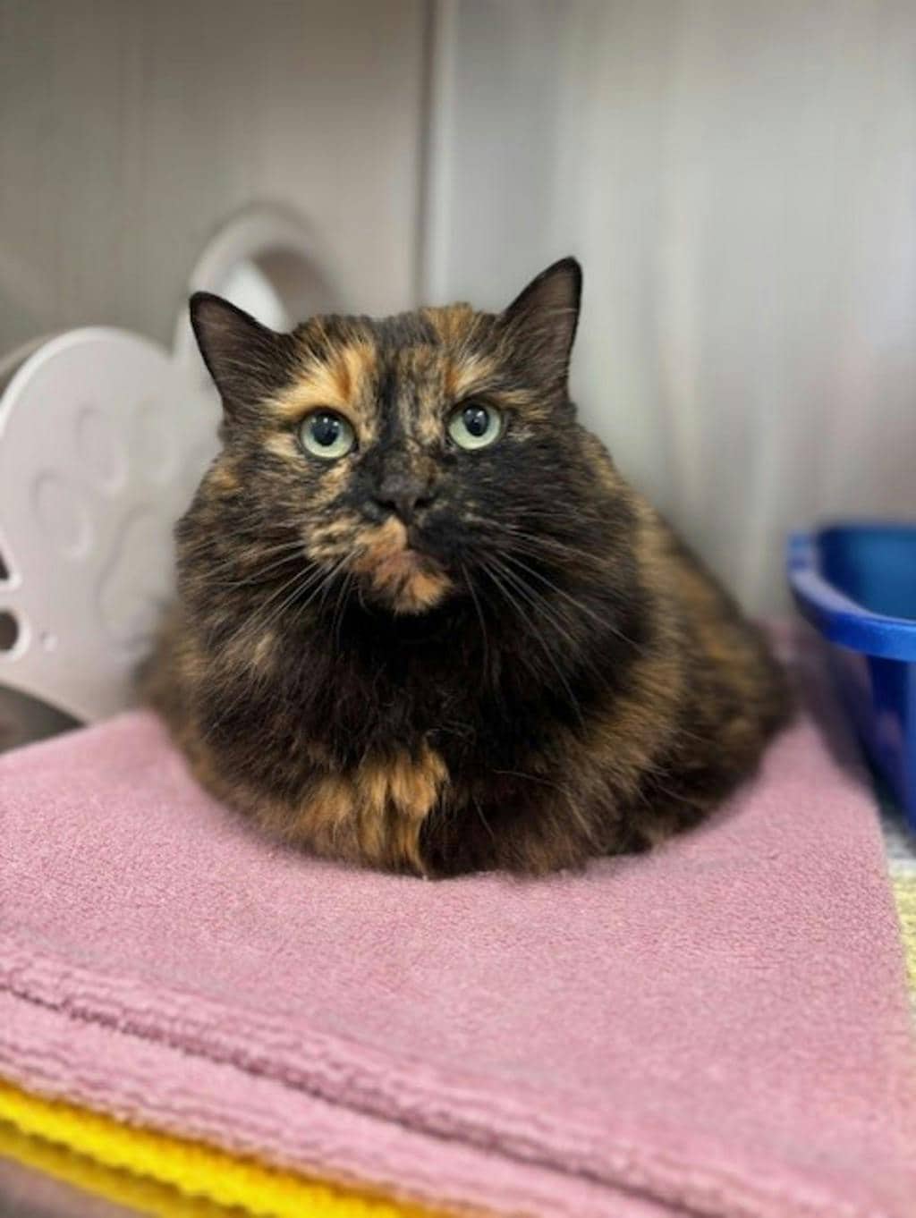 Faith - Domestic Longhair cat available for adoption at Ontario SPCA & Humane Society in Napanee