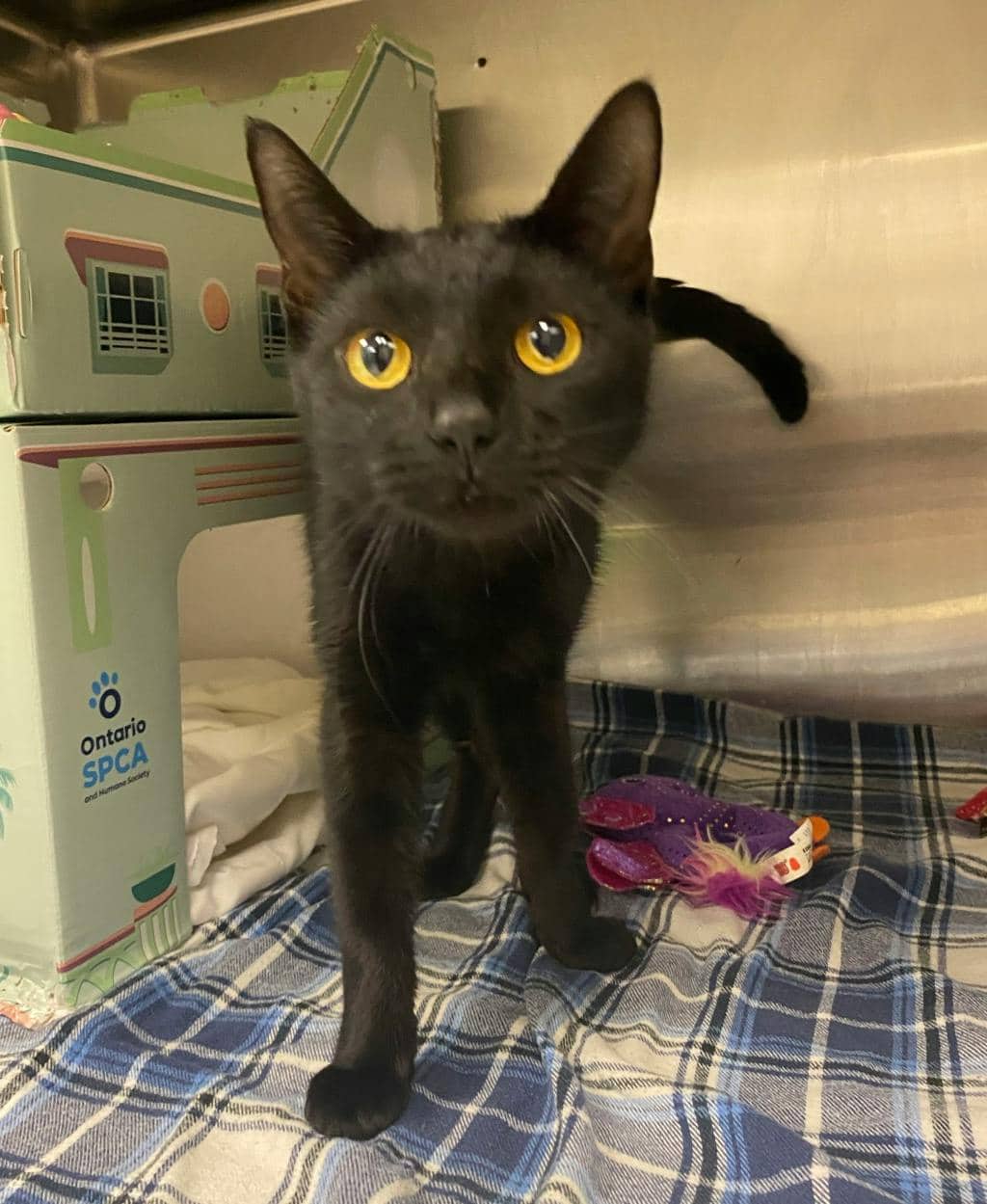 Whitney - Domestic Short Hair cat available for adoption at Ontario SPCA (Sudbury) in Sudbury