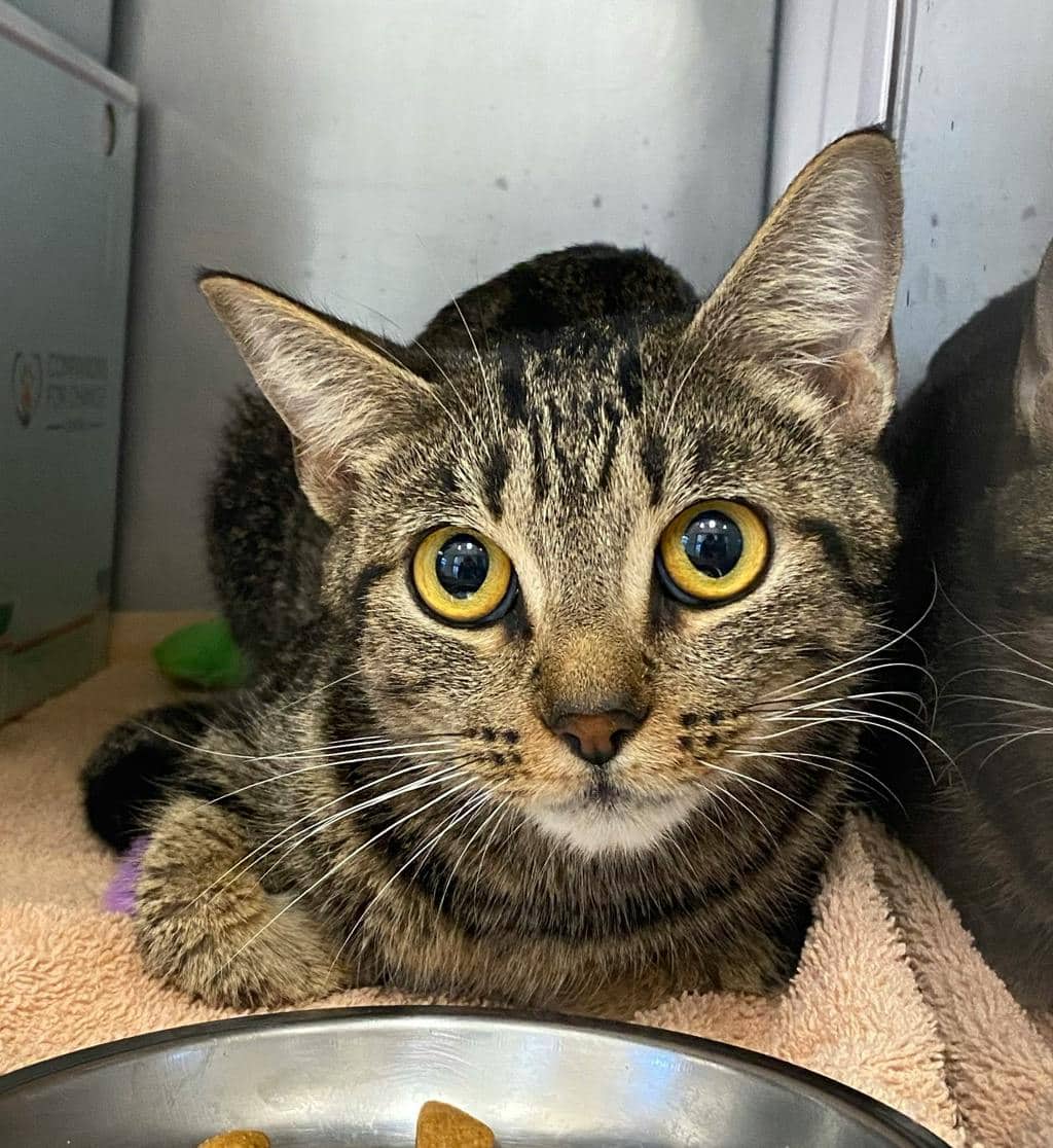 Maura - Domestic Short Hair available for adoption