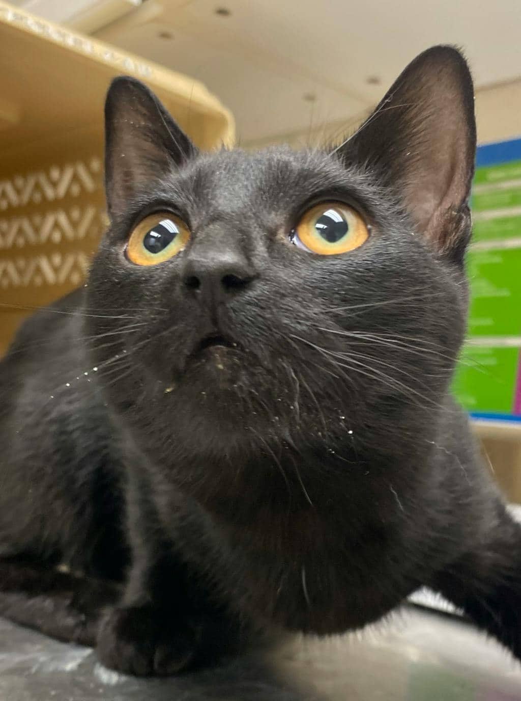 Britt - Domestic Short Hair cat available for adoption at Ontario SPCA (Sudbury) in Sudbury