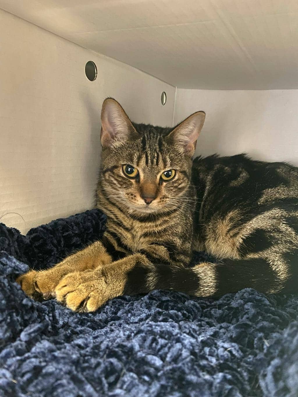 Daniella - Domestic Short Hair cat available for adoption at Ontario SPCA (Sudbury) in Sudbury