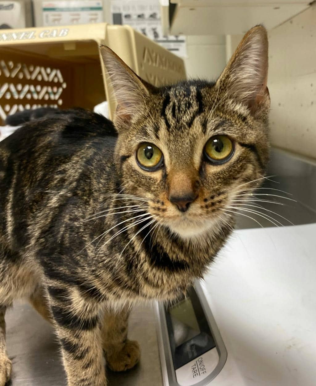 Amber - Domestic Short Hair cat available for adoption at Ontario SPCA (Sudbury) in Sudbury