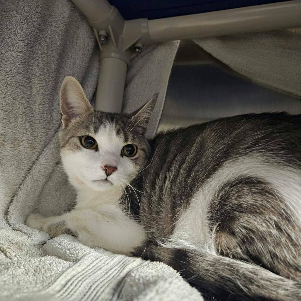 Meow Meow - Domestic Short Hair available for adoption