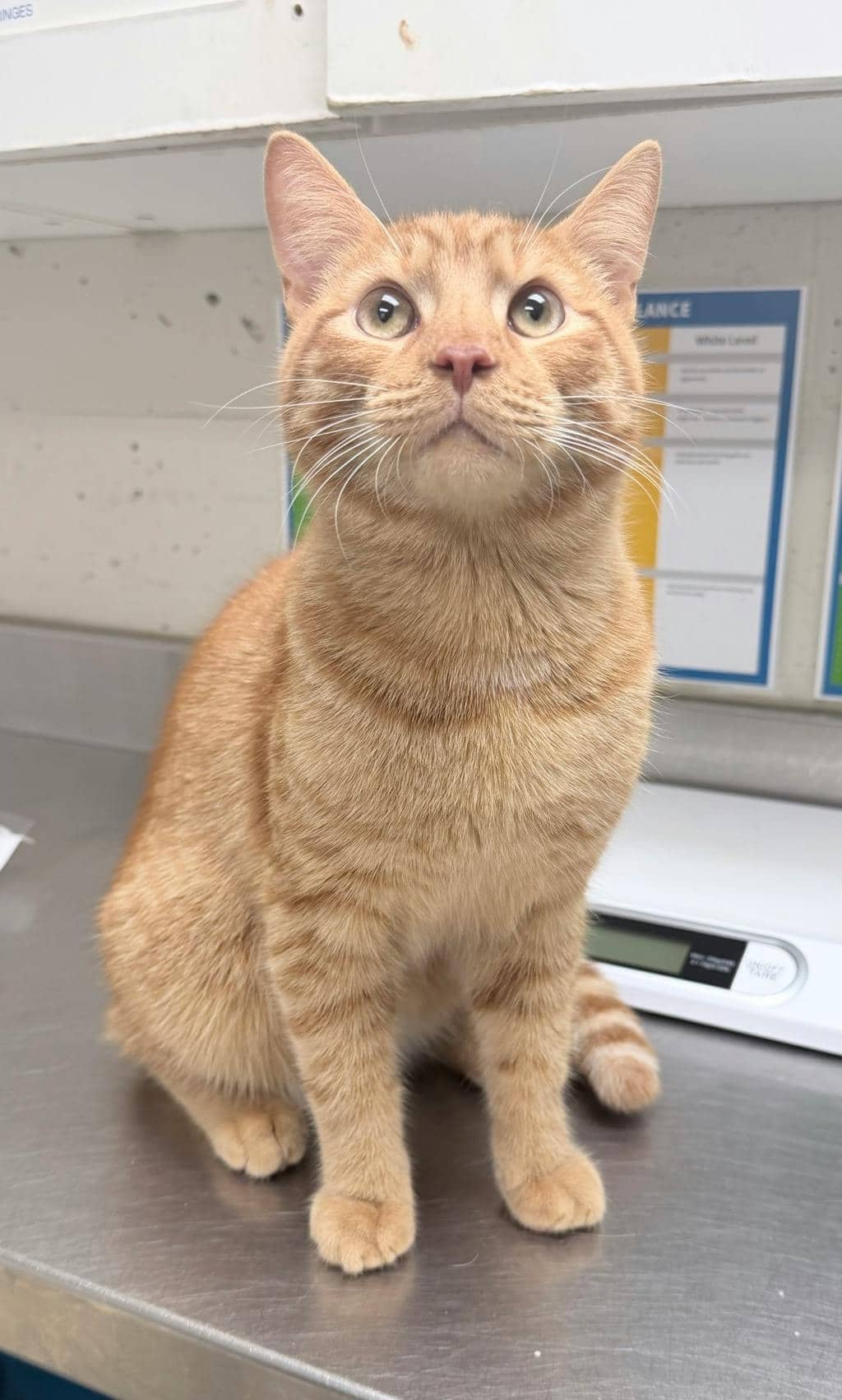 Mister Android - Domestic Short Hair available for adoption