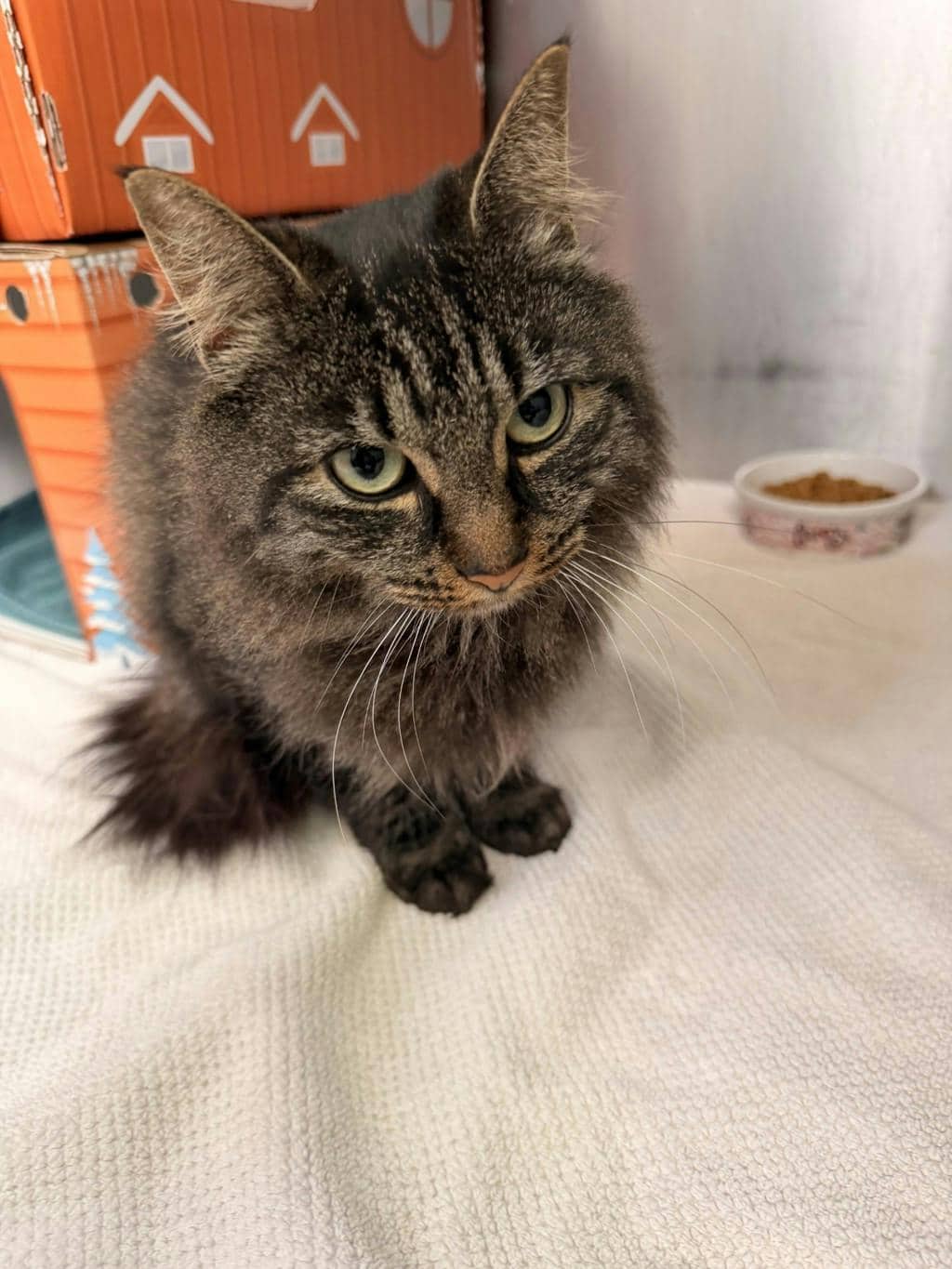 Celeste - Domestic Longhair available for adoption