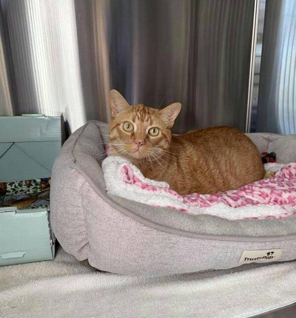 Milo - Domestic Short Hair available for adoption