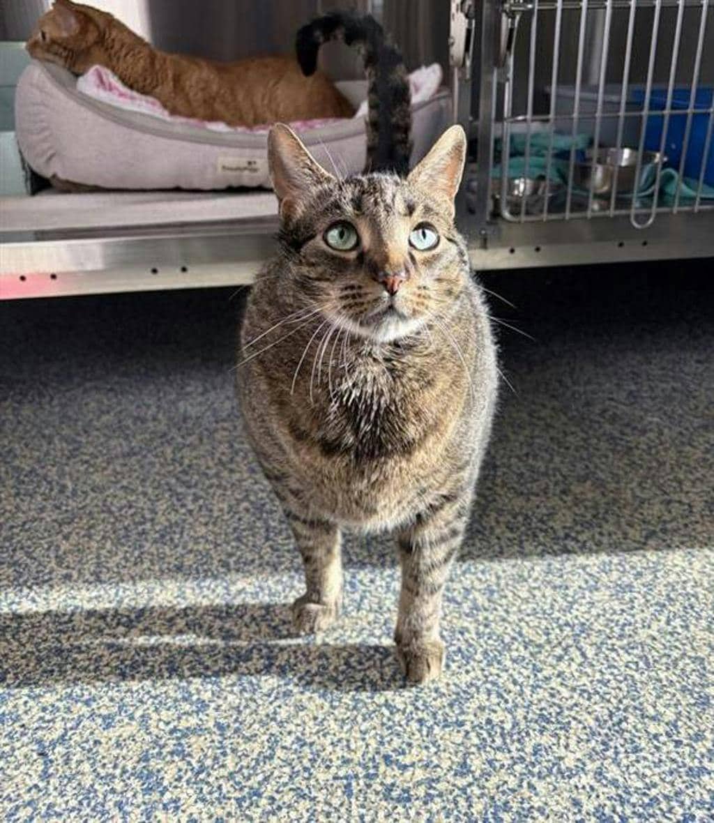 Aj - Domestic Short Hair cat available for adoption at Ontario SPCA (Central Ontario) in Midland