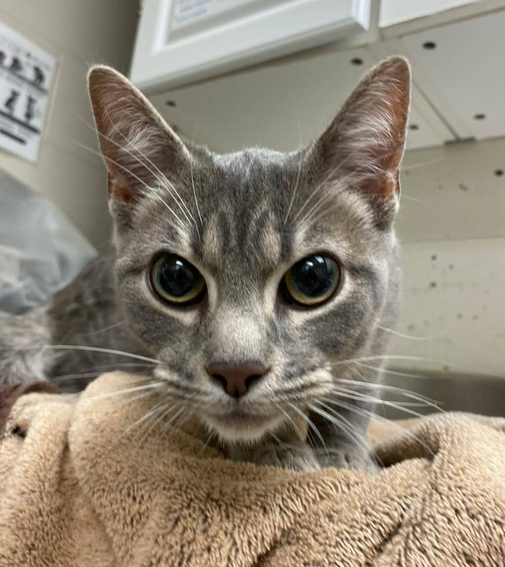 Olive - Domestic Short Hair available for adoption