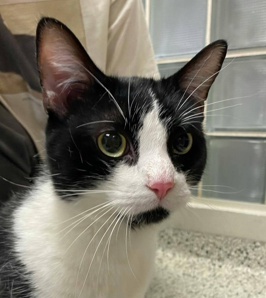 Maleketh - Domestic Short Hair cat available for adoption at Ontario SPCA (Sudbury) in Sudbury