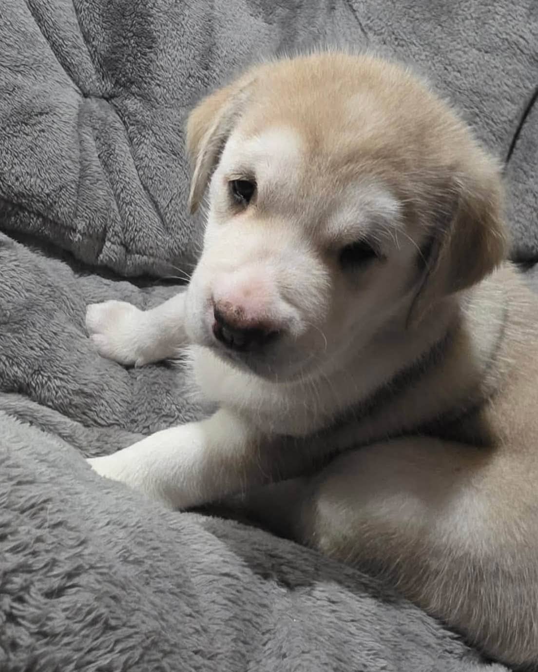 Baby Jean - Mixed Breed available for adoption in Calgary