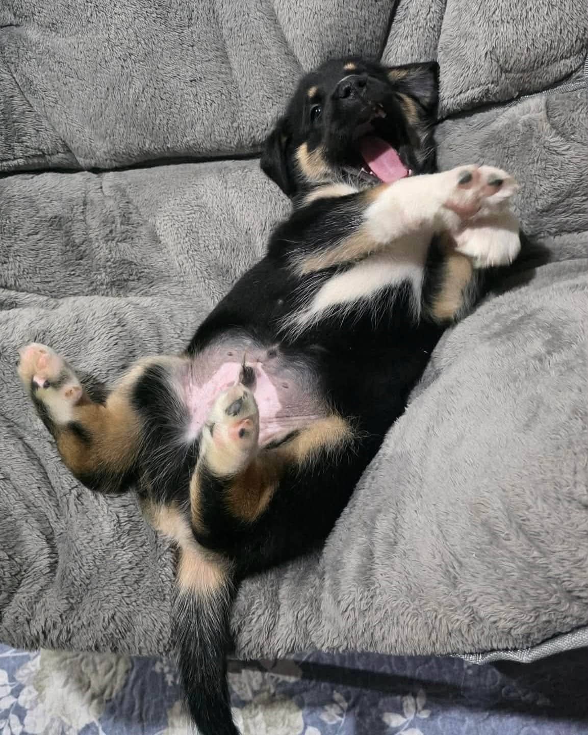 Billy - Mixed Breed available for adoption in Calgary
