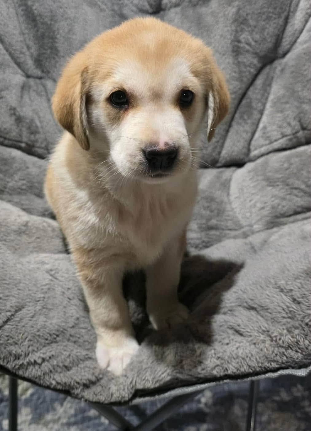 Patti - Mixed Breed available for adoption in Calgary