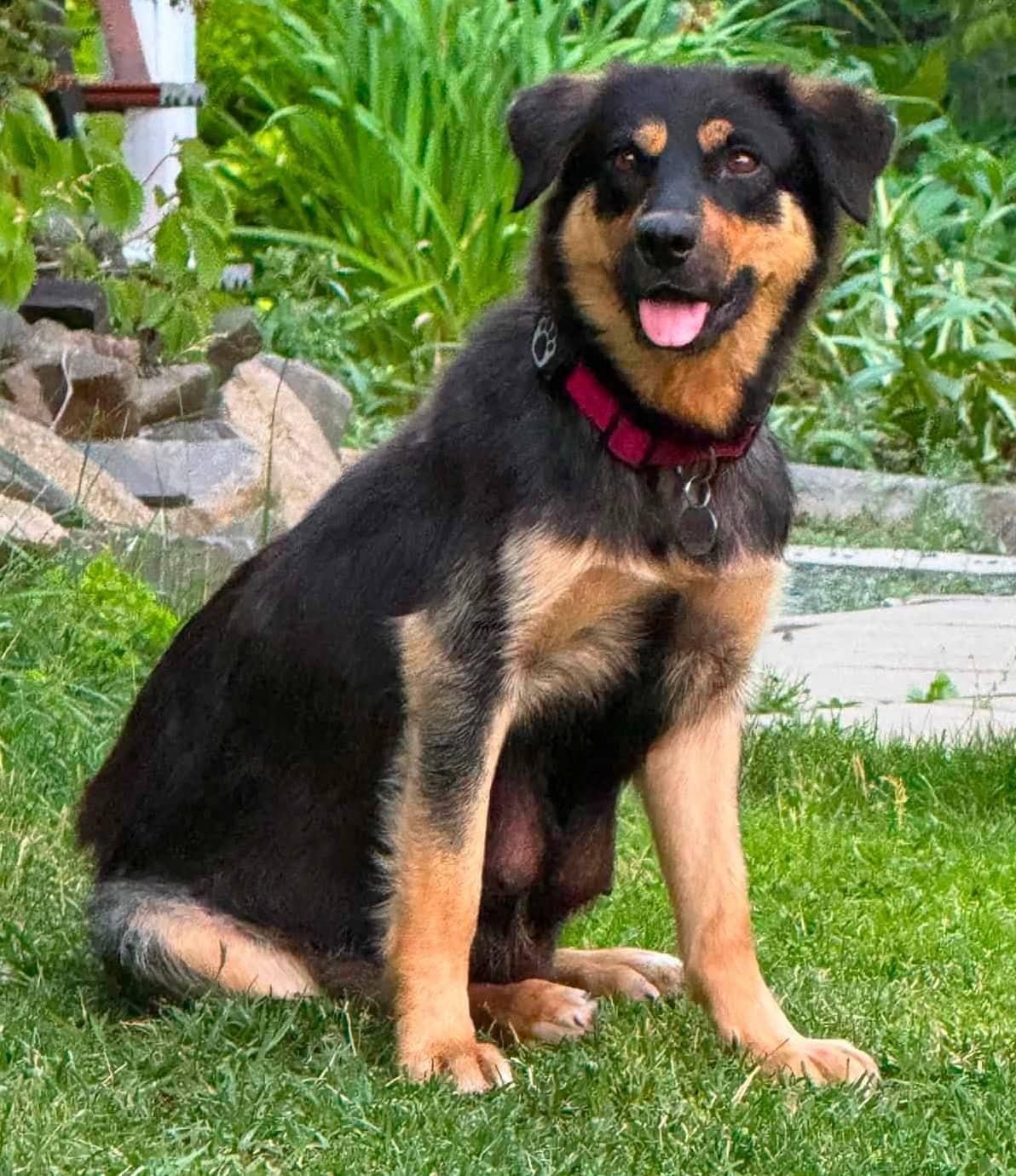 Roxy - Sheppard Husky available for adoption in Calgary