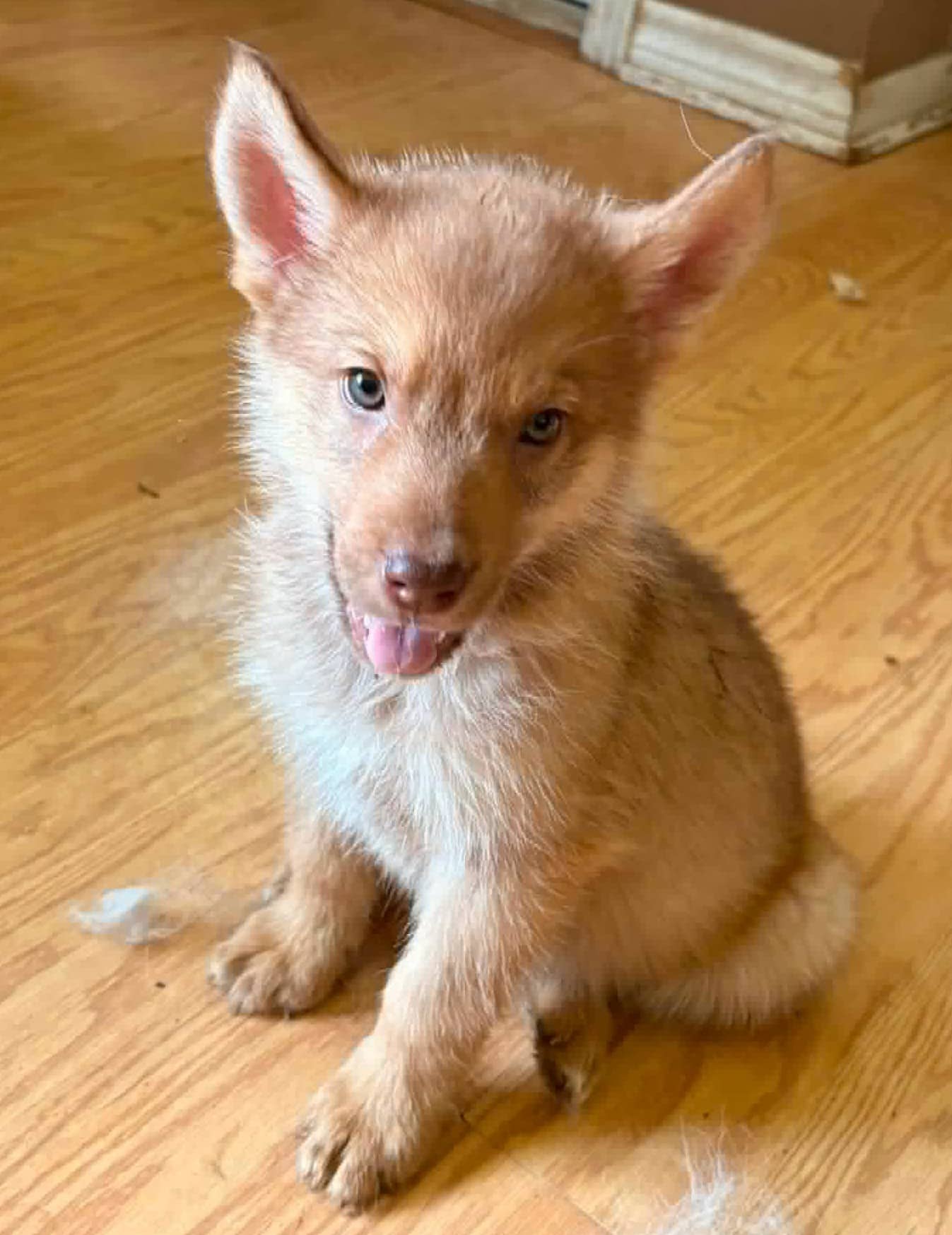 Cinnamon - Male Husky available for adoption in Ontario