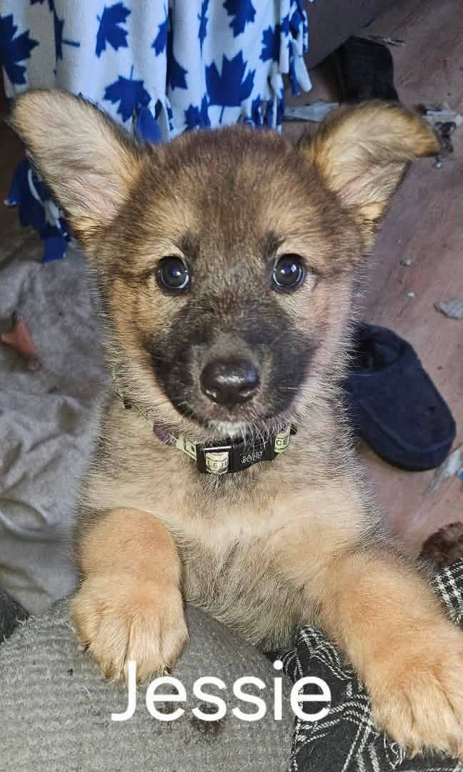 Jessie - German Shepherd Mix available for adoption