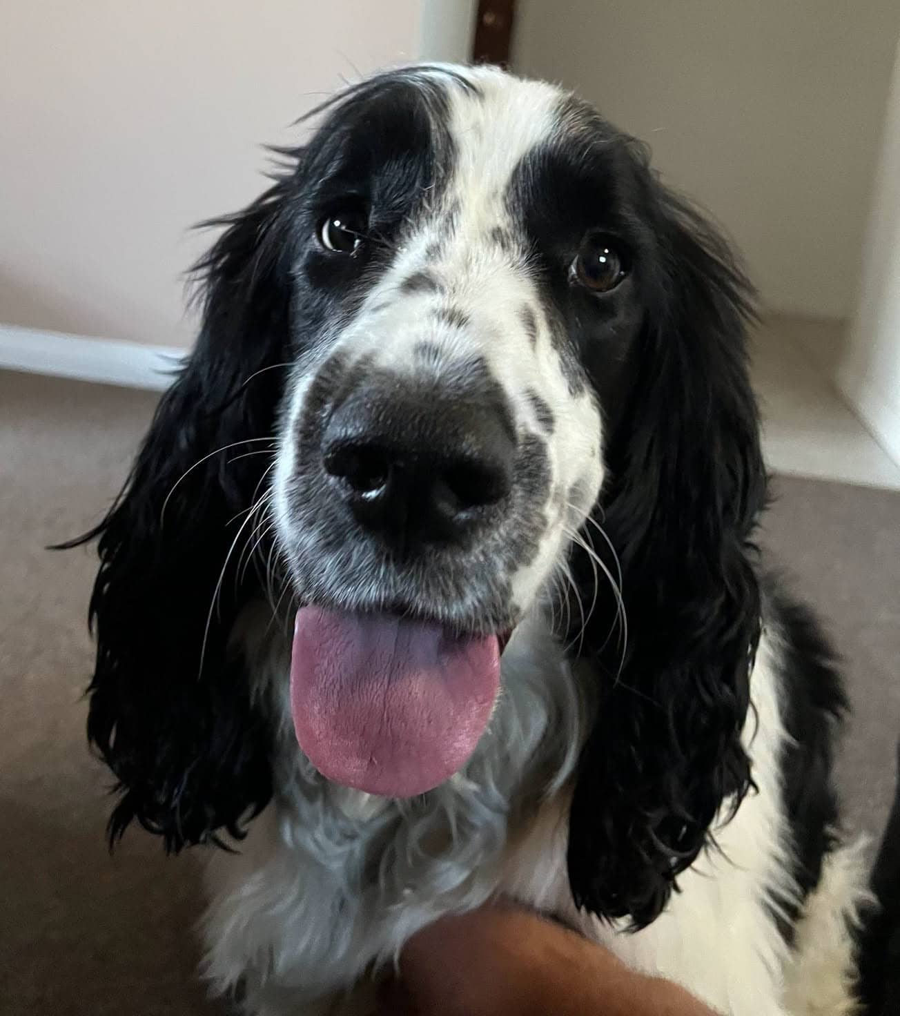 Laszlo - Springer Spaniel Mix available for adoption