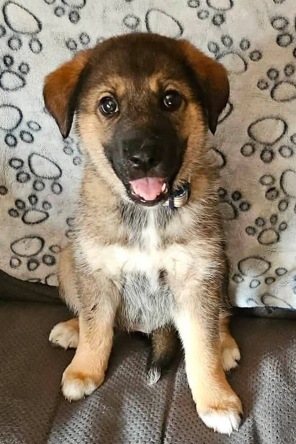 Ruby - German Shepherd Mix available for adoption