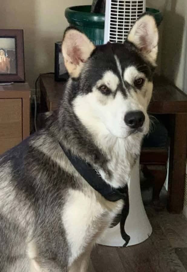 Chum - Husky Mix available for adoption in Ontario